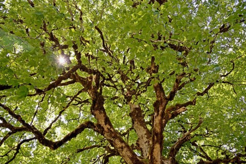 Sycamore maple (Acer pseudoplatanus), view into the tree crown with mossy branches and sunstar,