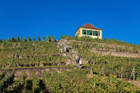 Diesbar Seußlitz vineyard