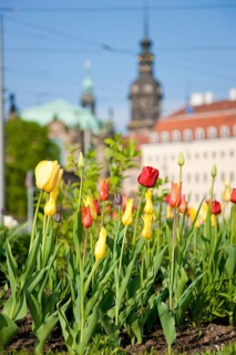 Thanks to the greening of Dresden's Postplatz, which was prompted by public protests, visitors can