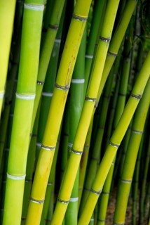 Bamboo, bamboo trunks, bamboo canes, bamboo stalks