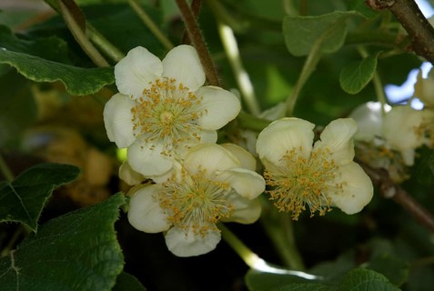Chinese Gooseberry, kiwifruit (Actinidia deliciosa) tree, trees, fruit, crops, Actinidiaceae