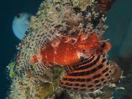 Red Sea Dwarf Lionfish (Dendrochirus hemprichi), Dive Site House Reef, Mangrove Bay, El Quesir,