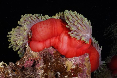 Red splendour anemone (Heteractis magnifica) at night, Dangerous Reef dive site, St Johns Reef,