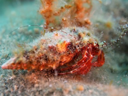 Striped hermit crab (Pagurus anachoretus) in the Mediterranean Sea. Dive site Iles Medes, L'