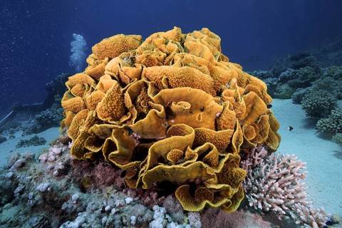 Yellow scroll coral (Turbinaria reniformis), dive site Marsa Shona Reef, Egypt, Red Sea, Africa