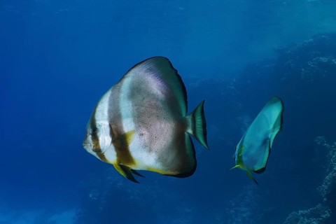 Orbicular batfish (Platax orbicularis), dive site Abu Dabab, El Naba, Marsa Alam, Egypt, Red Sea,
