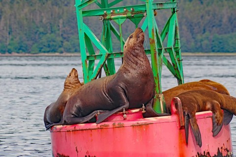 Sea lions on a buoy, Juneau, Inside Passage, Alaska, USA, North America