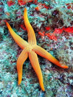 Orange-coloured starfish (Hacelia attenuata), dive site Iles Medes, L' Estartit, Costa Brava,