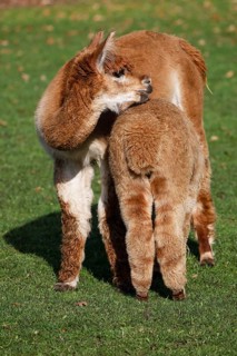 Alpacas (Vicugna pacos), mare suckling foal, Germany, Europe