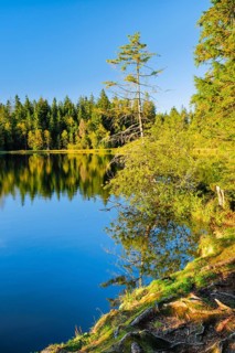 Spruce and pine forest along the lakeshore of the quiet Étang de la Gruère reflected in the water