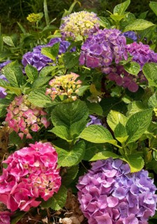 Mixed-coloured flowers of a single bigleaf hydrangea (Hydrangea macrophylla), the flower colour