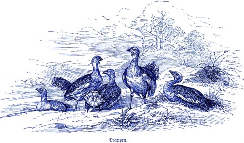 Bustards (Otididae) or Bustard Geese, Hubertus Hunting and Hunting Scenes, Wild Animals, Group,