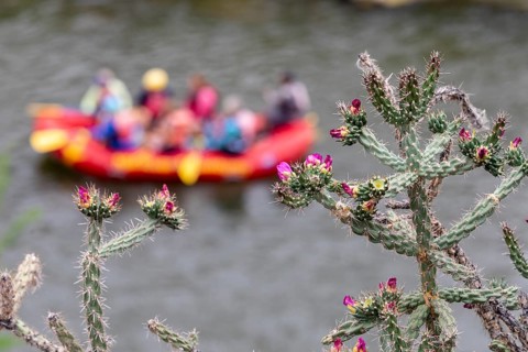 Rinconada, New Mexico, Rafters with New Mexico River Adventures on the Rio Grande below cholla