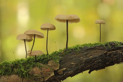 Group Long-stemmed garlic dwarf on dead wood with moss, five, six, String-stemmed garlic dwarf