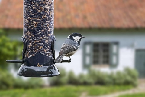 Coal tit (Parus ater) cole tit eating sunflower seeds from bird feeder, birdfeeder in garden of