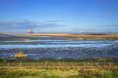 View over salt marsh of the Western Scheldt estuary at nature reserve Prosperpolder, East Flanders,
