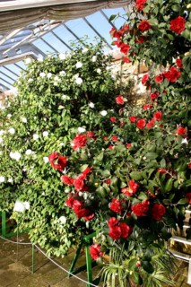 Camellia Castle Königsbrück