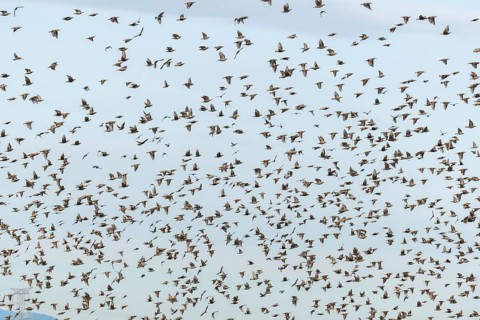 Common (Sturnus vulgaris) starlings fly together, in perfect symbiosis to protect themselves from