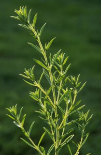 Summer savory (Satureja hortensis)