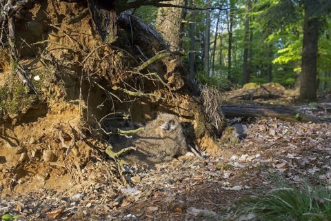 Eurasian eagle-owl (Bubo bubo), European eagle-owl three chicks in nest on the ground at base of