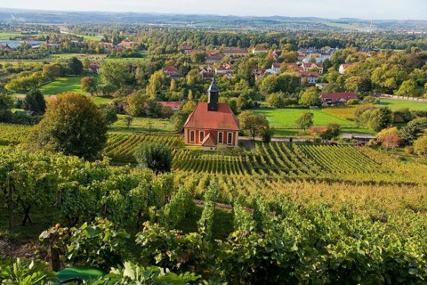 Pillnitz vineyards at the vineyard church