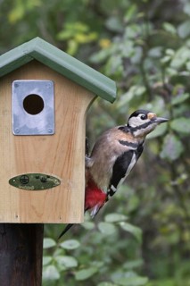 Great spotted woodpecker (Dendrocopos major) on nestbox fitted with metal plate to prevent