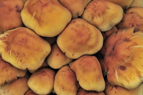 Sulphur tuft fungus, sulfur tuft, clustered woodlover (Hypholoma fasciculare) (Psilocybe