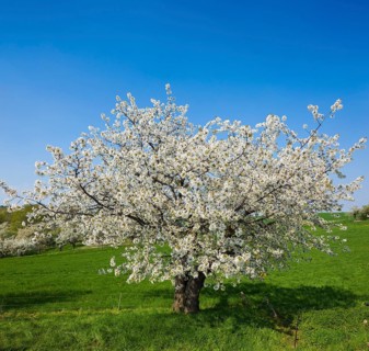 Spring in a carp tavern near Meissen