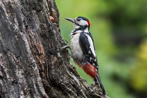 Great spotted woodpecker (Dendrocopos major), greater spotted woodpecker male hammering on hazelnut