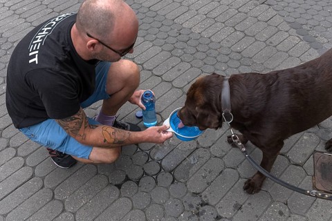 Man giving water to his Labrador in a bowl in the city, Bavaria, Germany, Europe