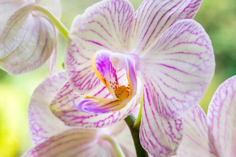 Moth orchid (Phalaenopsis) close-up, white-red