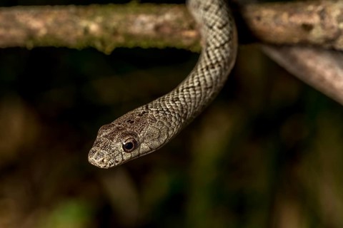 Poison snake (Ithycyphus miniatus), Marojejy National Park, Madagascar, Africa