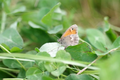 Small heath (Coenonympha pamphilus), butterfly, insect, macro, meadow, clover, The Lesser