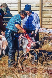 Slaughter of a reindeer bull by Sami people in Lapland in north of Sweden, Kvikkjokk, Lapland,