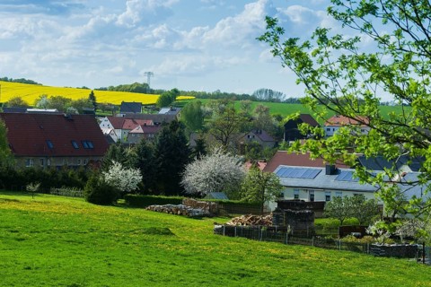 Cows on the pasture in Reinhardtsgrimma
