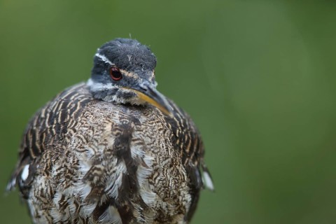 Portrait of a sunbittern (Eurypyga helias), captive
