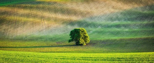 Panorama of lonely tree in Moravian ploughed field rolling landscape, Moravia, Czech Republic,