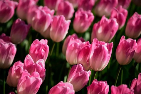 Blooming pink tulips flowerbed in Keukenhof flower garden, also known as the Garden of Europe, one