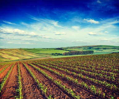 Vintage retro effect filtered hipster style image of Rolling fields of Moravia, Czech Republic,