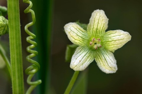 Bryonia cretica dioica, red bryony, red bryony, dioecious bryony, cucurbits, white bryony, red