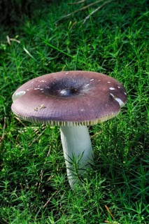 Russula turci fungus under moss