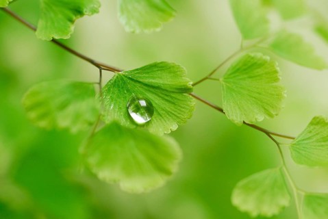 Water drops on lady hair fern (Adiantum raddianum)