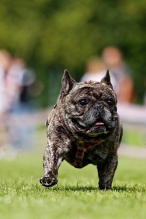 A dog running across a meadow, Baden-Württemberg, Germany, Europe