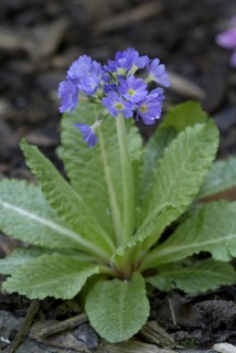 Drumstick primrose (Primula denticulata)