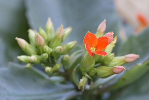 Kalanchoe (Kalanchoe blossfeldiana)