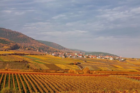 View over colourful vineyards to the wine village of Weyher, autumn, Southern Palatinate,