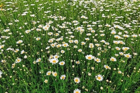 Flowering camomile in the monastery garden, background picture, Dalheim Monastery, State Museum of