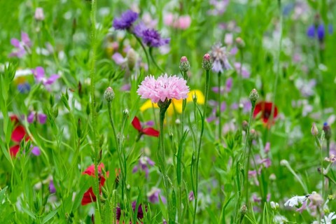 Colourful flower meadow, Münsterland, North Rhine-Westphalia, Germany, Europe