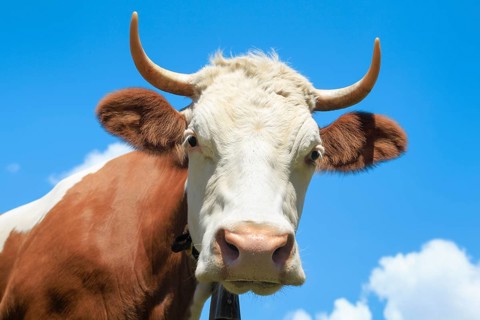 Portrait of Simmental cattle against a blue sky, Bernese Oberland, Switzerland, Europe