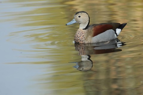 Ringed teal (Callonetta leucophrys), swimming, green ducks, green duck, Anatinae, duck birds